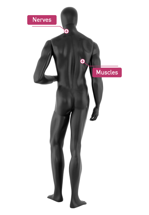 No mugurpuses attēlota abstrakta trīsdimensionāla stāvoša vīrieša figūra ar sarkanas krāsas etiķetēm, kur rakstīti vārdi “nervi” un “muskuļi”.