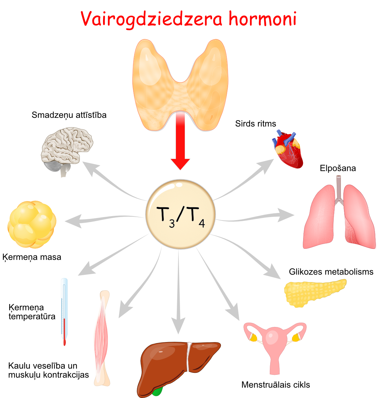 Zīmējums, kur attēlota vairogdziedzera hormonu T3 un T4 ietekme uz dažādiem cilvēka orgāniem, piemēram, sirdi, plaušām, aizkuņģa dziedzeri, olnīcām, aknām, kauliem un muskuļiem, kā arī uz tādām organisma funkcijām kā ķermeņa temperatūras kontrole, ķermeņa masa un smadzeņu attīstība