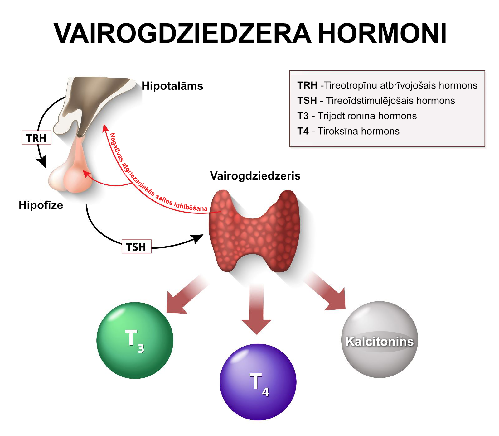 Attēlā izskaidrots vairogdziedzera kontroles mehānisms un dažādas hormonu darbības saistībā ar vairogdziedzera hormonu veidošanos. Hipotalāms ražo TRH, un šis hormons kontrolē to, kā hipofīze regulē TSH izdalīšanos, kas savukārt ietekmē vairogdziedzera hormonu T3 un T4, trijodtironīna, levotiroksīna un kalcitonīna veidošanos.